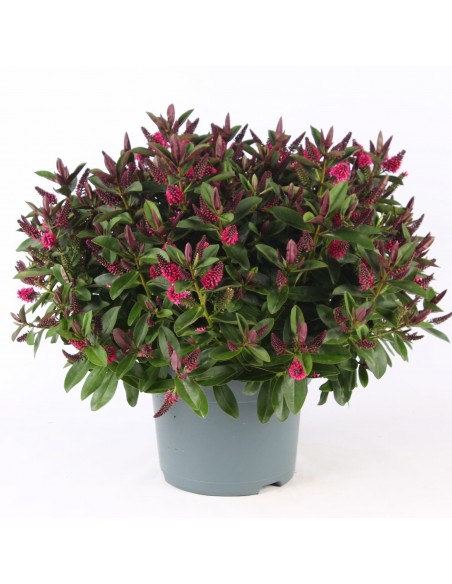 Hebe veronica Pink