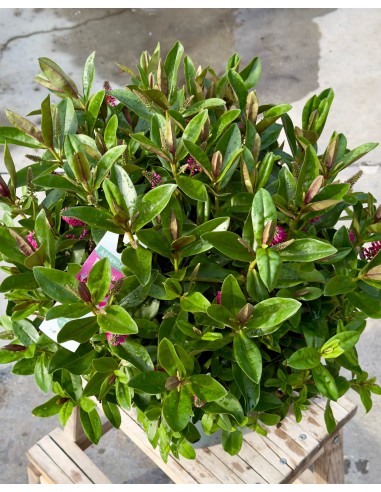 Hebe veronica Pink