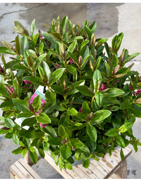 Hebe veronica Pink