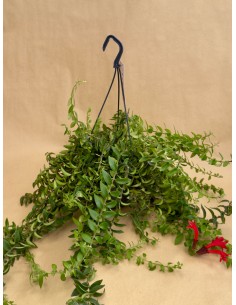 Aeschynanthus Rasta