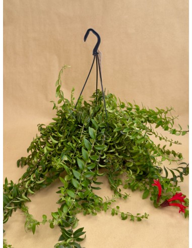 Aeschynanthus Rasta