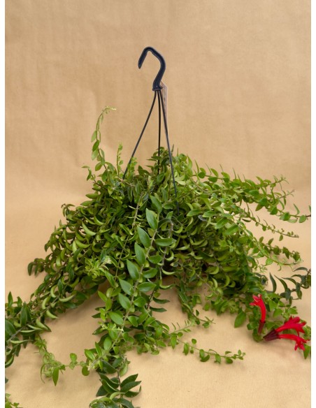 Aeschynanthus Rasta