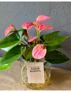 Anthurium Andreanum idroponica rosa