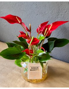 Anthurium Andreanum idroponica Rossa