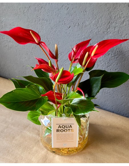 Anthurium Andreanum idroponica Rossa