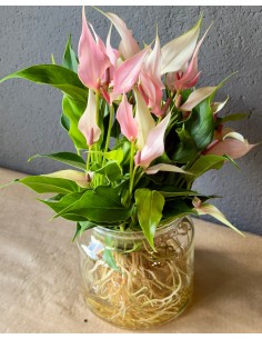 Anthurium Banderola Idroponica Rosa Chiaro