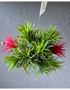 Tillandsia Ionantha Rubra