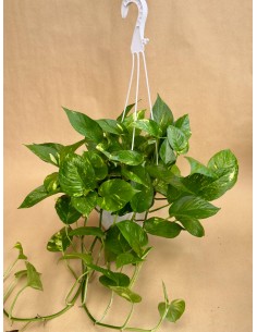 Pothos Golden v.17