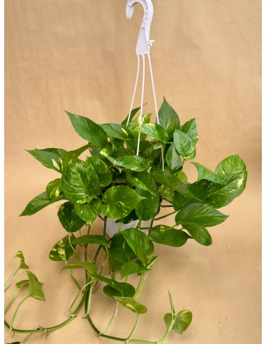 Pothos Golden v.17