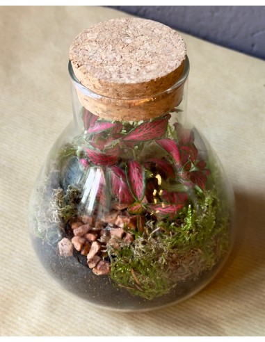 Terrarium lab | bomboniera viva