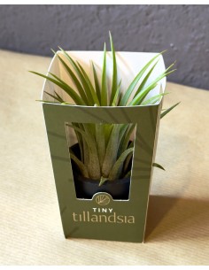 Tillandsia Tiny | bomboniera viva