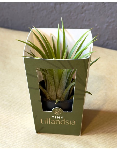 Tillandsia Tiny | bomboniera viva