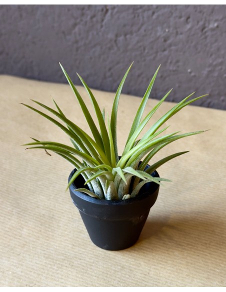 Tillandsia Tiny | bomboniera viva