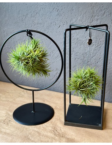 Tillandsia Design
