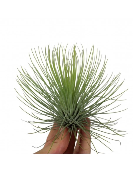 Tillandsia andreana