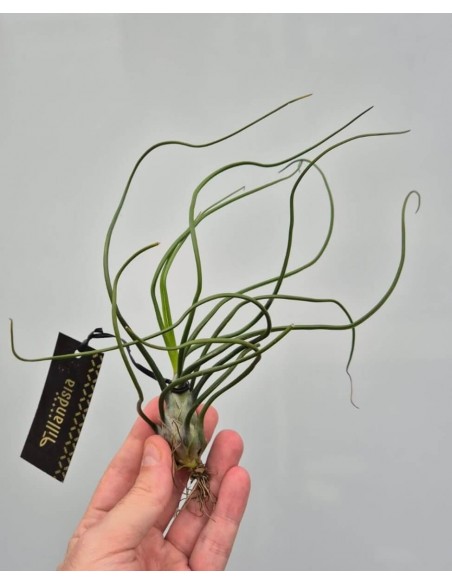 Tillandsia Bulbosa XL