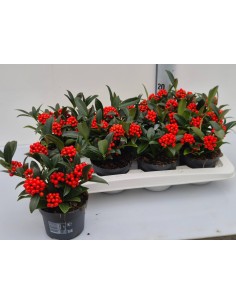 Skimmia japonica a Bacche Rosse baby