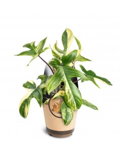 Philodendron Florida Beauty