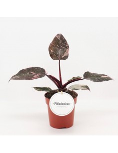 Philodendron Pink Princess Baby
