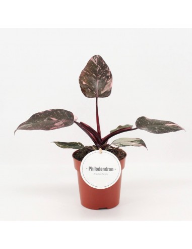 Philodendron Pink Princess Baby