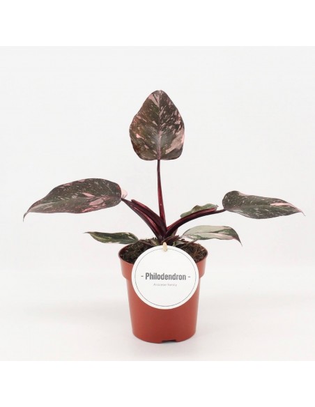 Philodendron Pink Princess Baby