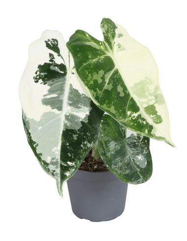 Alocasia Micholitziana Frydek variegata baby