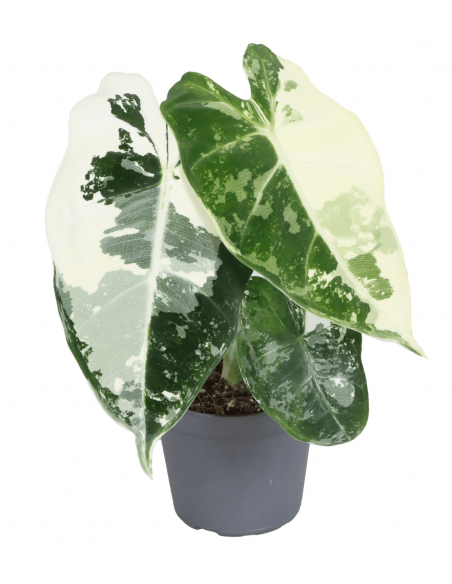 Alocasia Micholitziana Frydek variegata baby