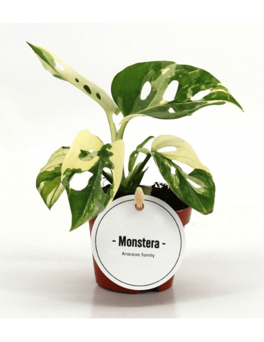 Monstera adansooni variegata Baby