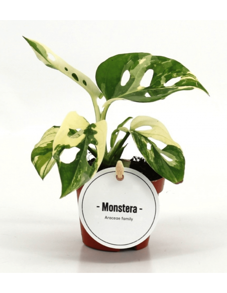 Monstera adansooni variegata Baby