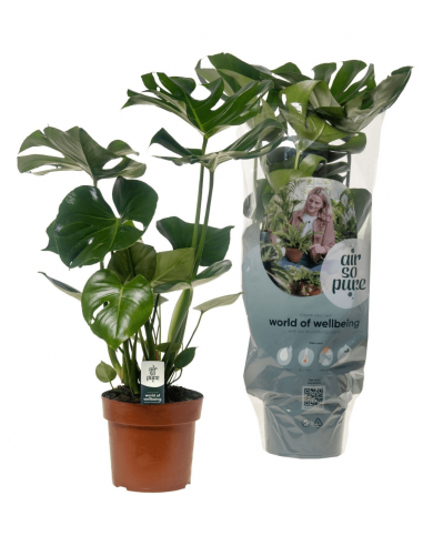 Monstera deliciosa v.17