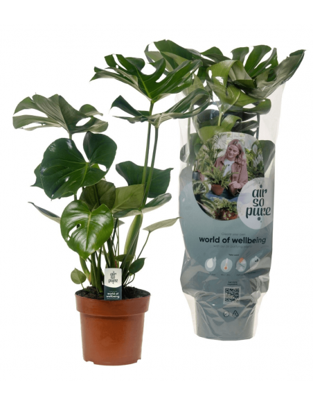 Monstera deliciosa v.17