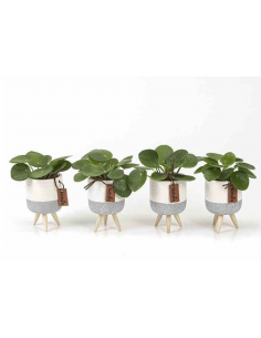 Pilea peperomioides in Vaso Decor