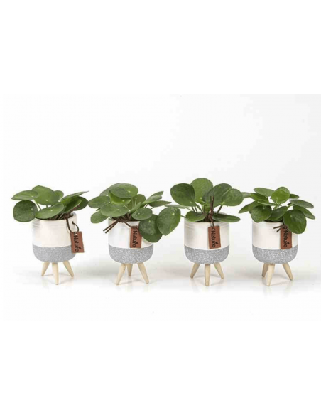 Pilea peperomioides in Vaso Decor