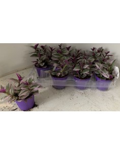 Tradescantia nanouk Baby v.7