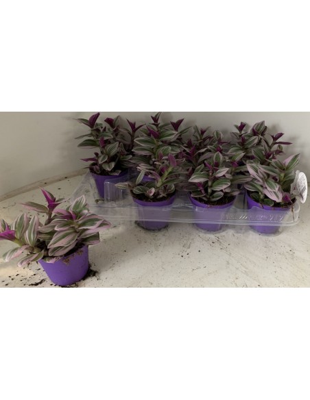 Tradescantia nanouk Baby v.7