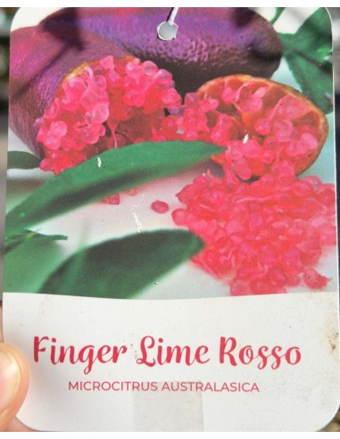 Limone Caviale rosso | Finger Lime ad Alberello