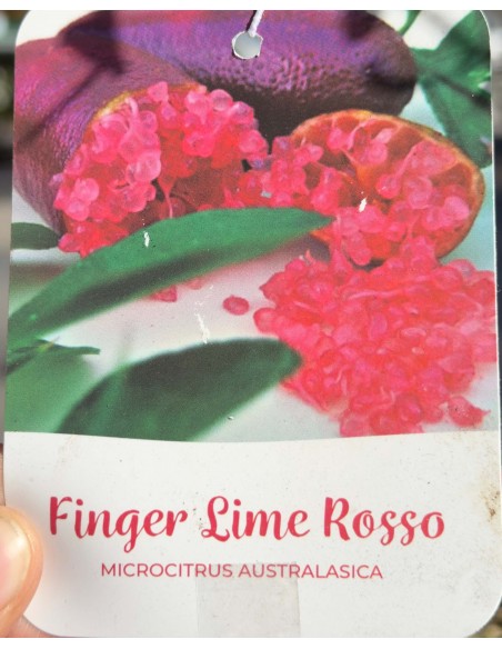 Limone Caviale rosso | Finger Lime ad Alberello