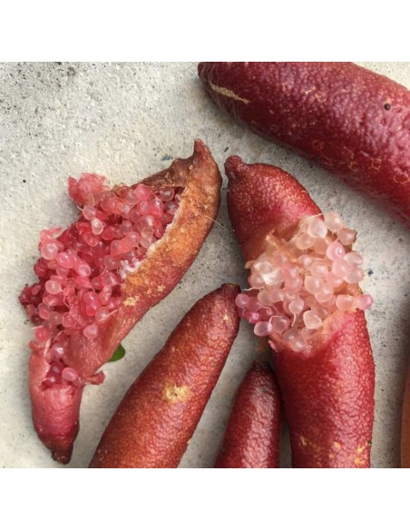 Limone Caviale rosso | Finger Lime ad Alberello