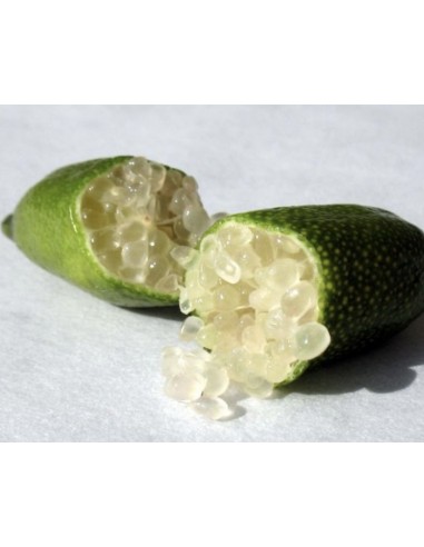 Limone caviale Bianco | Finger lime Faustrime...
