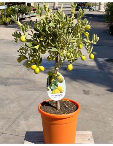 Orangequat ad Alberello in Vaso