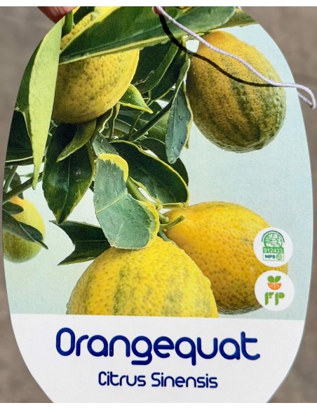 Orangequat ad Alberello in Vaso