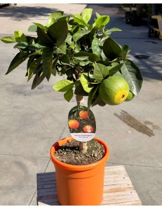 Arancio Washington (Citrus sinensis) ad Alberello in Vaso