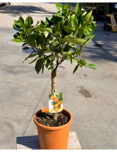 Arancio Valencia (Citrus Sinensis) ad Alberello in Vaso
