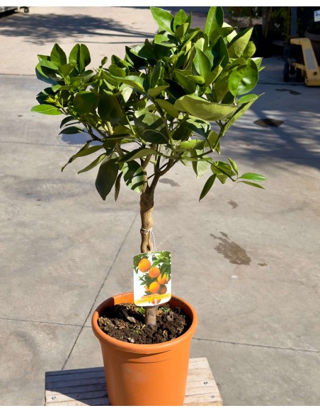 Arancio Valencia (Citrus Sinensis) ad Alberello in Vaso
