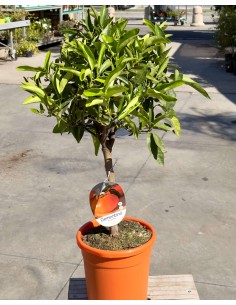 Clementina (Citrus clementina) ad Alberello in Vaso