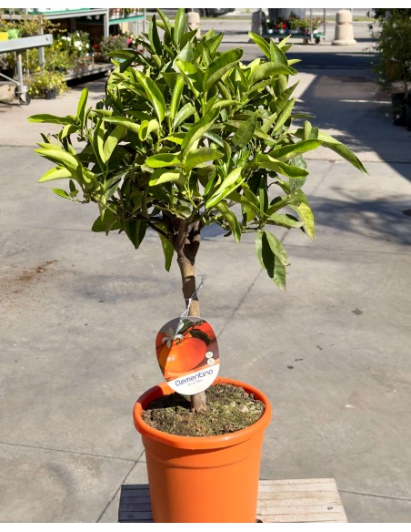 Clementina (Citrus clementina) ad Alberello in Vaso