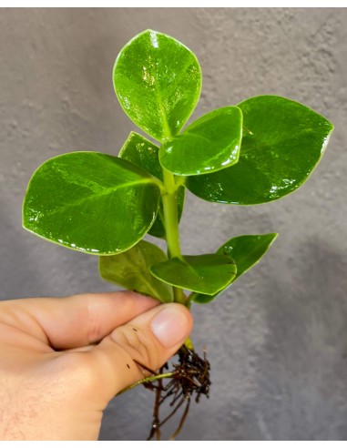 Piante Ideali per Idroponica in Vetro