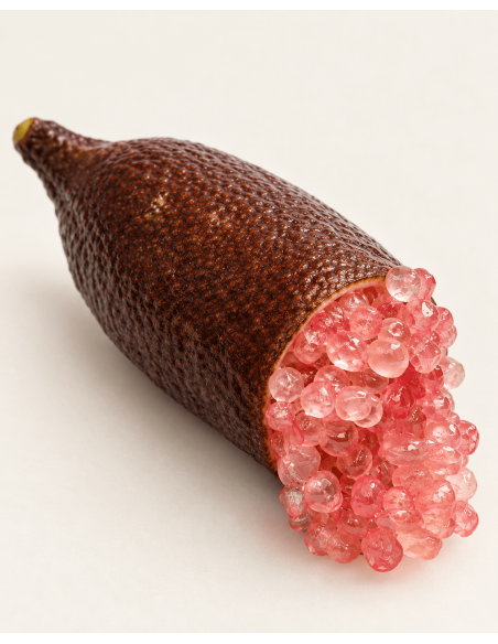 Limone caviale rosa (finger lime) ad alberello in vaso