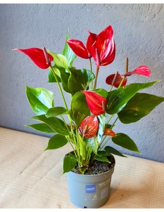 Anthurium Banderola Lava v.12