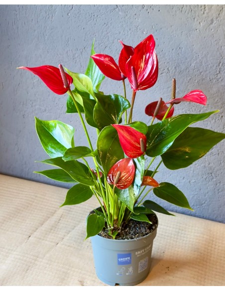 Anthurium Banderola Lava v.12
